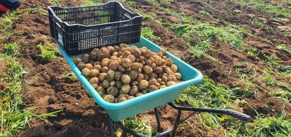 고양시 관산동, 더불어농장 감자 수확
